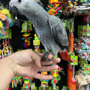 graupapagei kaufen stuttgart h birds.store papageien und eier zu ... (2)
