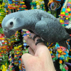 graupapagei züchter bayern h birds.store papageien und eier zu ...